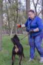 Woman training and playing with Rottweiler on grass, in park Royalty Free Stock Photo