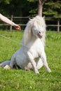 Woman trains a pony