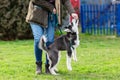 Woman trains with a young husky on a dog training field Royalty Free Stock Photo