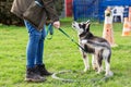 Woman trains with a young husky on a dog training field Royalty Free Stock Photo