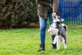 Woman trains with a young husky on a dog training field Royalty Free Stock Photo