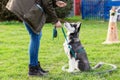 Woman trains with a young husky on a dog training field Royalty Free Stock Photo