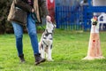 Woman trains with a young husky on a dog training field Royalty Free Stock Photo