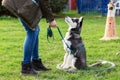 Woman trains with a young husky on a dog training field Royalty Free Stock Photo