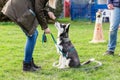 Woman trains with a young husky on a dog training field Royalty Free Stock Photo