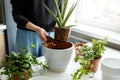 Woman transplanting indoor plant into new ceramic pot at home