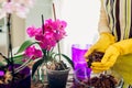 Woman transplanting orchid into another pot on kitchen. Housewife taking care of home plants and flowers Royalty Free Stock Photo