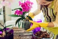 Woman transplanting orchid into another pot on kitchen. Housewife taking care of home plants and flowers Royalty Free Stock Photo