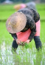 Woman transplanting paddy Royalty Free Stock Photo