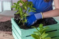 Woman transplanting plant a into a new pot. Young businesswoman transplanting plants in flowerpots. people, gardening, flower Royalty Free Stock Photo