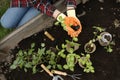 Woman transplanting seedlings from container in soil outdoors, top view