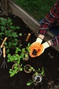 Woman transplanting seedlings from container in soil outdoors, top view