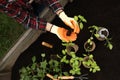 Woman transplanting seedlings from container in soil outdoors, top view