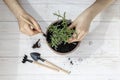 Woman transplants lavender plant at home.