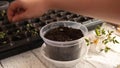 A woman transplants plants in a large transparent pot.