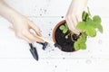 Woman transplants strawberry plant at home.