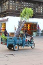 Female worker transports sugarcane on a motorbike, Tunxi, Huangshan, China Royalty Free Stock Photo