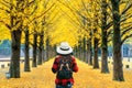 Woman traveler with backpack walking at row of yellow ginkgo tree in Nami Island, Korea.