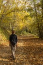 Woman trekker with a backpack walks in the autumn forest in the mountains