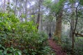 A woman trekking in the jungle