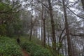 A woman trekking in the jungle