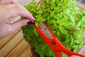 Woman trimming basil seeds at balkony close up view