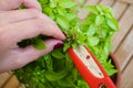 Woman trimming basil seeds at balkony close up view