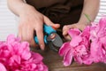 Woman trimming beautiful pink peonies with secateurs at wooden table, closeup Royalty Free Stock Photo