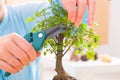 Woman trimming bonsai tree Royalty Free Stock Photo