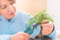 Woman trimming bonsai tree Royalty Free Stock Photo