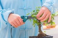 Woman trimming bonsai tree Royalty Free Stock Photo