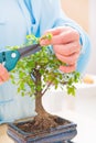 Woman trimming bonsai tree Royalty Free Stock Photo