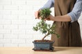 Woman trimming Japanese bonsai plant at table, closeup with space for text. Creating zen atmosphere at home Royalty Free Stock Photo