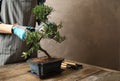 Woman trimming Japanese bonsai plant at table, closeup with space for text. Creating zen atmosphere at home Royalty Free Stock Photo