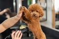 Woman trimming toy poodle with electric razor in grooming salon. Royalty Free Stock Photo