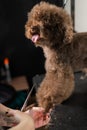 Woman trimming toy poodle with scissors in grooming salon. Royalty Free Stock Photo