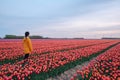 Woman in the tulip flower field in Nehterlands Royalty Free Stock Photo