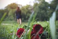 A woman turn back and walk away from red color roses flower on green grass field Royalty Free Stock Photo