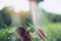 A woman turn back and walk away from red color roses flower on green grass field Royalty Free Stock Photo