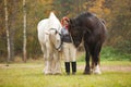 Woman with two horses Royalty Free Stock Photo