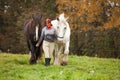 Woman with two horses Royalty Free Stock Photo