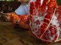 Woman with two king crabs Alaska frozen ready on wood table for cooking Royalty Free Stock Photo