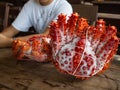 Woman with two king crabs Alaska frozen ready on wood table for cooking Royalty Free Stock Photo