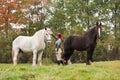 Woman with two shire horses Royalty Free Stock Photo