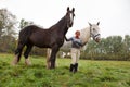 Woman with two shire horses Royalty Free Stock Photo