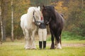 Woman with two shire horses