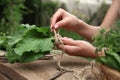 Woman tying bunch of fresh green leaves with twine at wooden table outdoors, closeup. Drying herbs