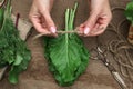 Woman tying bunch of fresh green leaves with twine at wooden table, top view. Drying herbs Royalty Free Stock Photo