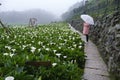 Woman with umbrella and Callalily flower at Yangmingshan National Park at Zhuzihu Taiwan