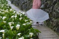 Woman with umbrella and Callalily flower at Yangmingshan National Park at Zhuzihu Taiwan